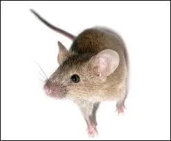 What is the name of the animal?