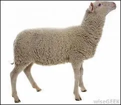 What is the name of the animal?