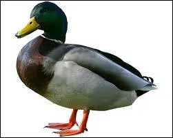 What is the name of the animal?