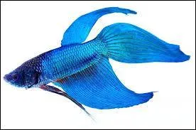 What is the name of the animal?