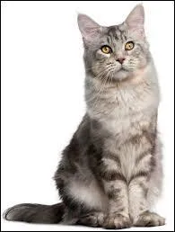 What is the name of the animal?