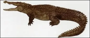 What is the name of the animal?