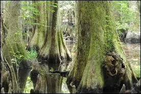 How many fifths are forests in South Carolina?