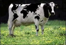 A brand boasts about the flavor of its product through a cheerful cow. What is this famous product?