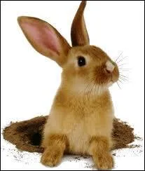 This sweet little rabbit represents a perfume and ready-to-wear brand. Which one is it?