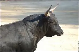 A sports car brand has chosen to feature a bull in its logo. Who is this carmaker?