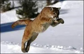 What products are sold by the brand whose logo appears under the features of this felin?