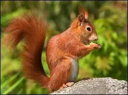 Which bank is best known for its squirrel logo?