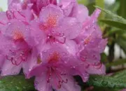 Quiz Le rose dans tous ses états 1