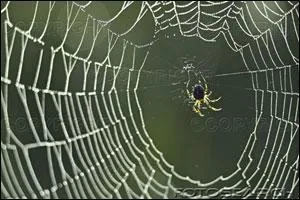 A spider eats its old ... before constructing a new one.