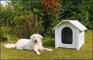 The dogs were domesticated from wolves about 15 000 years ago. They are now our best friends. My dog Buster has got a white ... .