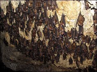 Bats are the only mammals that can fly. A bat that is flying is almost impossible to catch. During the day many species of bats sleep in a ... .