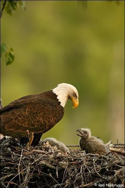 Bald eagles are splendid birds. They eat fish. A baby eagle grows in a nest known as a (an) ... .