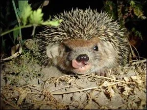 A hedgehog lives in a ... which it digs underground. During hibernation it builds a nest called a hibernaculum.