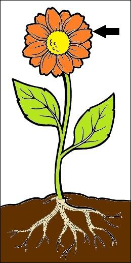 flower with roots clipart - photo #6
