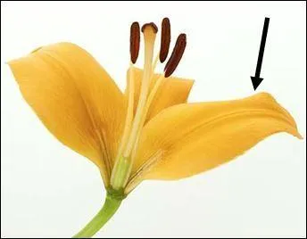 My function is to...