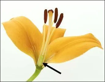 What is this part of the flower called?