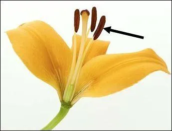 What is this part of the flower called?