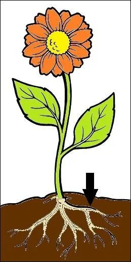 What is this part of a plant called?