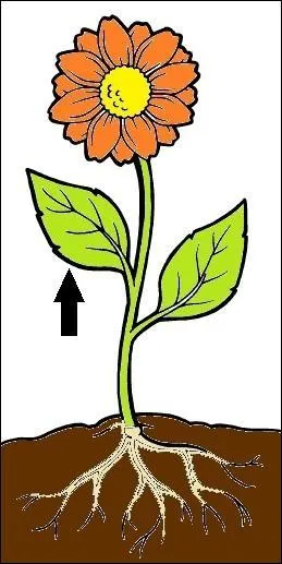 What is this part of a plant called?