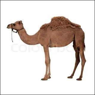 Camels live in the...