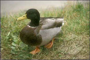 Ducks have webbed feet...
