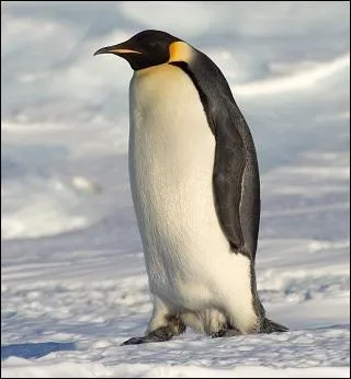 Penguins have a layer of blubber under their skin...