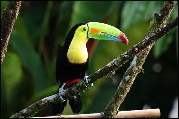 Parrots and Toucans have big strong beaks so they can...