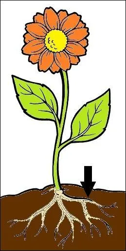 What is this part of a plant called?