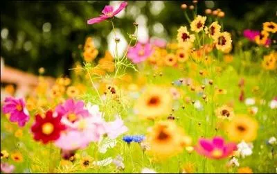 Why do flowers look so bright and smell so nice?