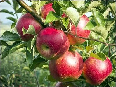 Fruit with seeds come from a pollinated flower :