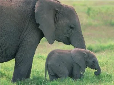 How much does a baby elephant ... at birth? Around 120 kg.