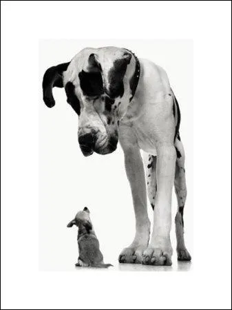 Cassius looks ... on Toby, because Toby is so tiny.