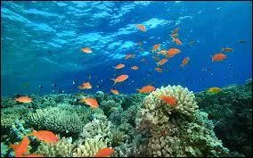 Which ocean borders Belize?