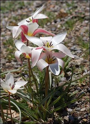 Do you recognize this flower ?