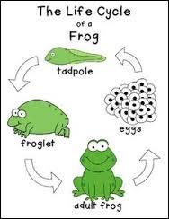 Is the frog a non-living thing?