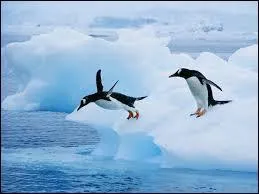 Are the penguins non living?