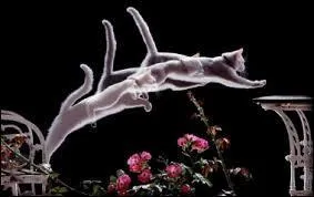 Do living things move?