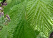 Quiz Rendez ces feuilles à leur arbre !