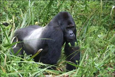 A country: Western Lowland Gorilla, Ali Bongo Ondimba, Libreville ?