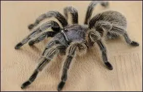 How many pairs of legs does a spider have?