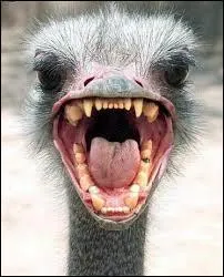 Which bird has no wings and therefore cannot fly?