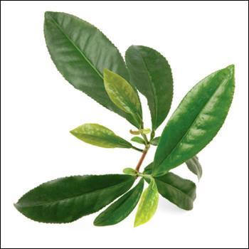What is the scientific name for the TEA leaf?