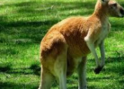 Quiz Australian Animals