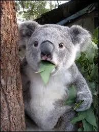 What food do Koalas eat?
