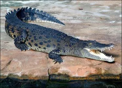 How big does the Saltwater Crocodile grow?