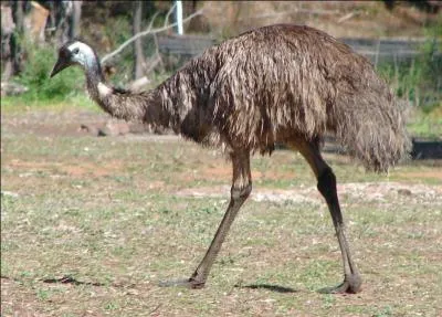 How many eggs does the Emu lay at a time