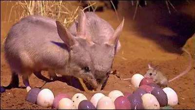 This Marsupial is Australia's symbol for Easter