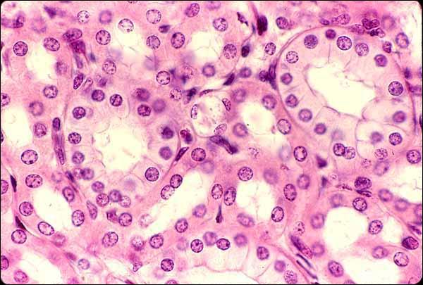 histology quiz