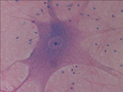 What type of cells are surrounding the neuron and what are their purpose?